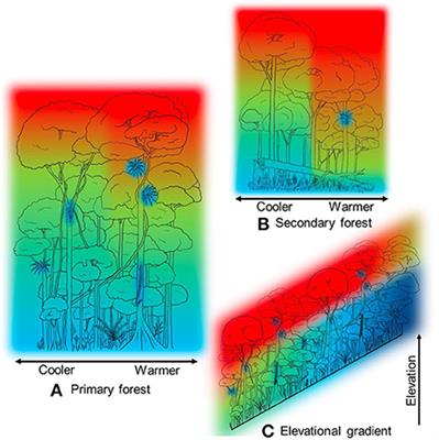 Editorial: Understanding patterns and mechanisms of forest canopy diversity and ecosystem functions in a changing world